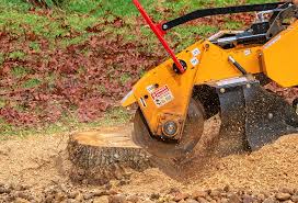 Best Tree Preservation Services  in Stanley, WI