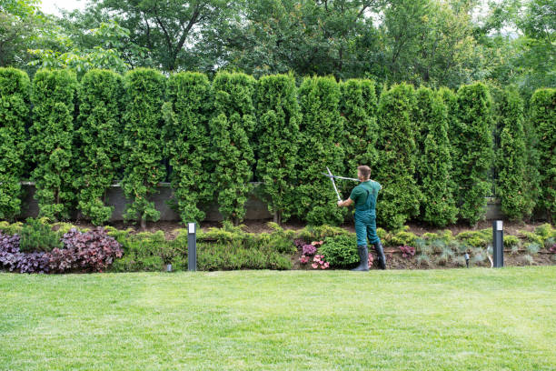 Best Tree Cabling and Bracing  in Stanley, WI