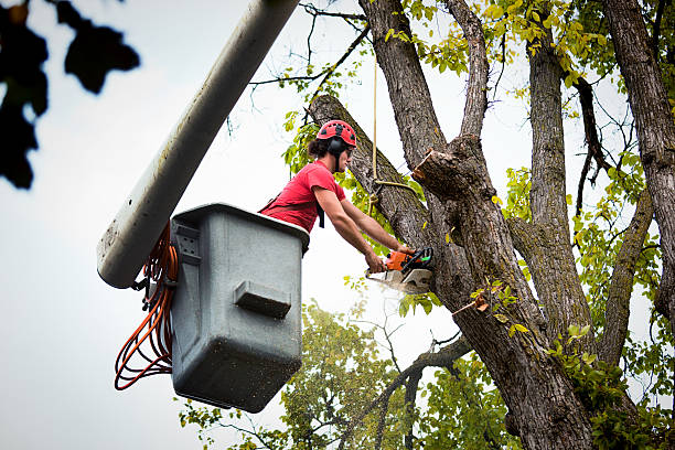 Best Tree Removal  in Stanley, WI