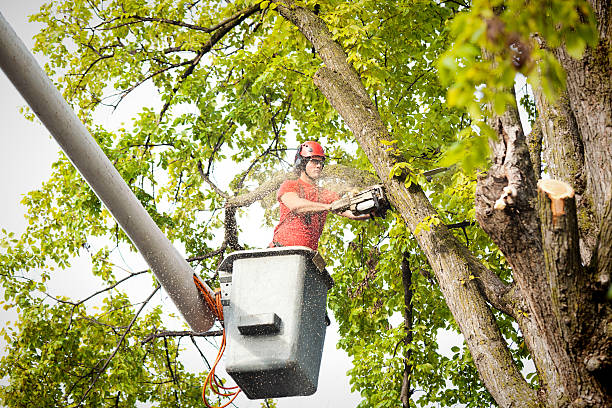 How Our Tree Care Process Works  in  Stanley, WI