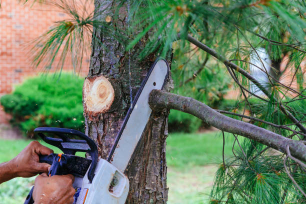 Best Lawn Mowing  in Stanley, WI